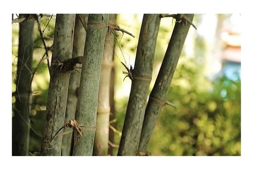 30x dendrocalamus strictus - dendrocalamus,