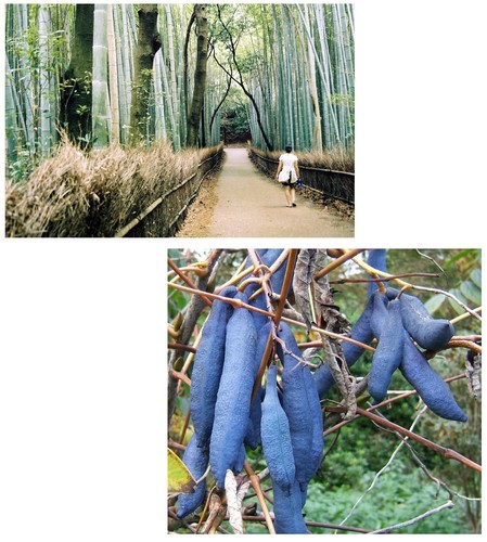 Samen sparset blaugurke und - samen,