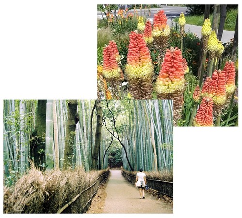 Super blumen samen sparset - blumen,