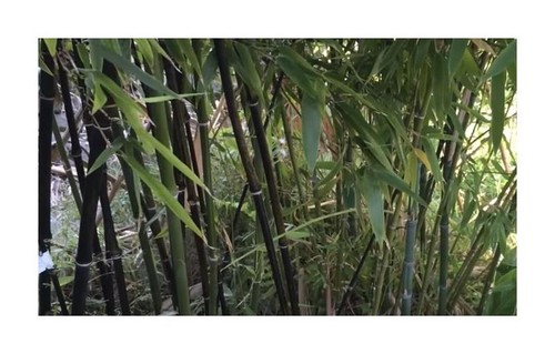 Chimonobambusa yunnanensis - 8x,