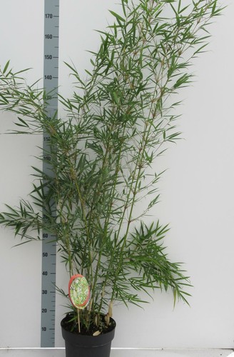 Fargesia robusta campbell - 'campbell',