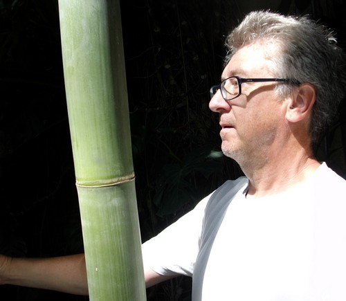 Samen riesen bambus klasse - samen,