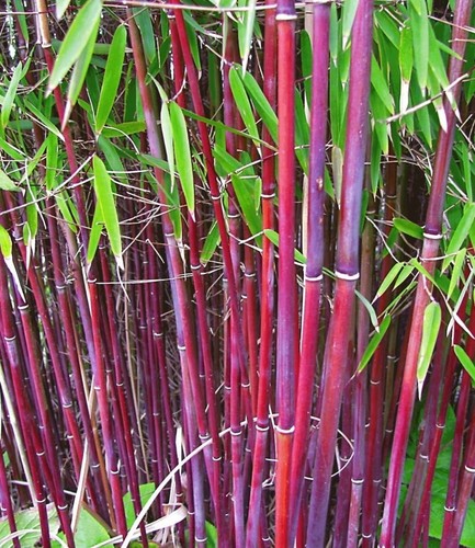 Baldur garten roter bambus - garten,