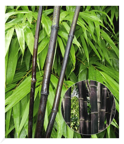 Schwarzer bambus black - bambus, 'black