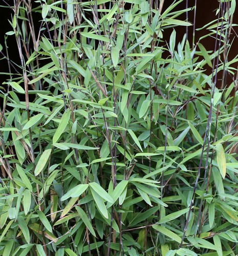 Schwarzer gartenbambus black - schwarzer,