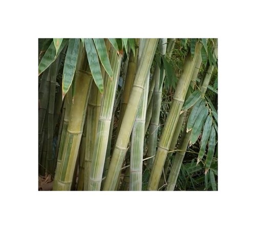 10x dendrocalamus minor - 10x,