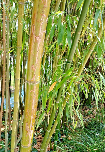 Samen garten rarität - samen,