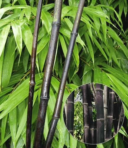 Baldur garten schwarzer bambus - garten,