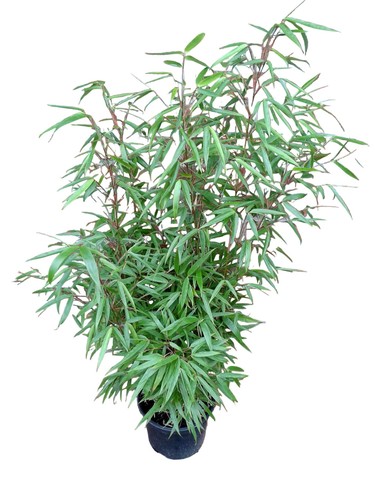 Bambus fargesia rufa - 3,