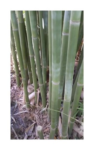 10x bambusa textilis blauer - textilis,