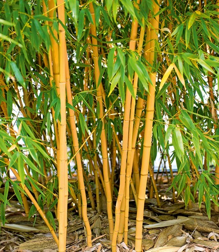 Goldener peking bambus - peking, bambus,1