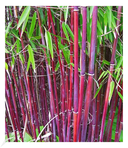 Roter bambus chinese - roter, wonder'