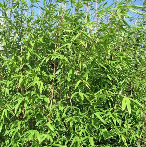 Wickinger gartenbambus - wickinger,