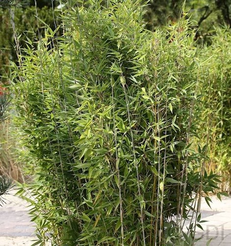 Gartenbambus obelisk - gartenbambus, obelisk®