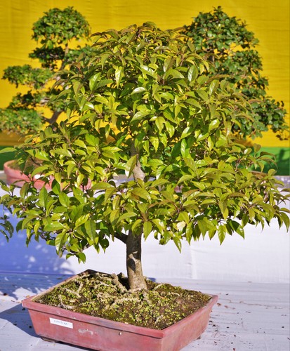 Samen gartenpflanzen - samen, gartenpflanzen-samen