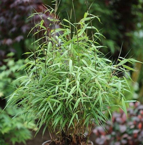 Gartenbambus asian wonder - gartenbambus,