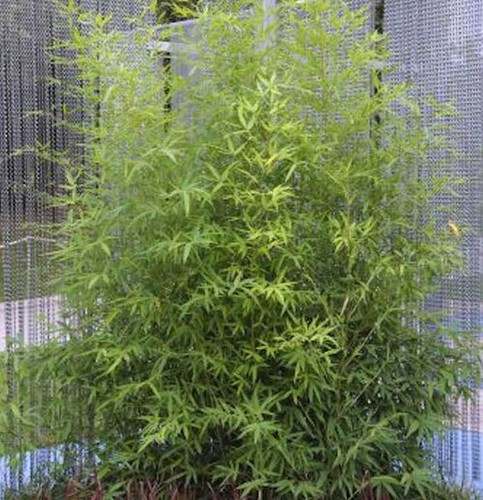 Gartenbambus 100 125cm - gartenbambus,