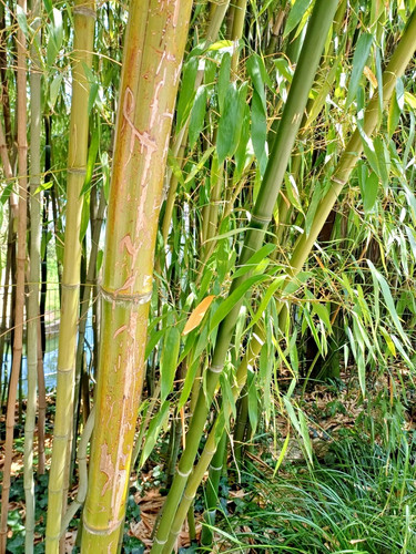 Pflanzen samen outdoor - pflanzen-samen,