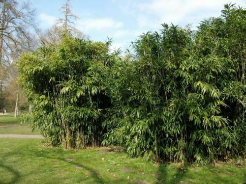 Samen gartenpflanze bambus - samen,