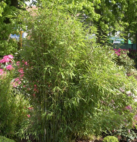 Gartenbambus simba 100cm - simba, 80-100cm