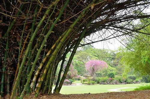 Samen garten sämereien - samen,