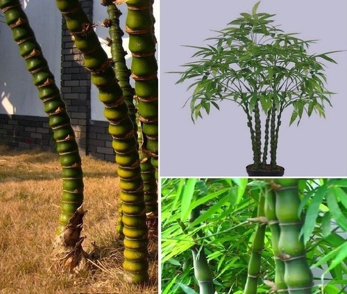 Buddha bambus exotische - bambus,