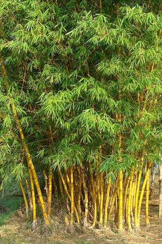 Goldener bambus samen - bambus,