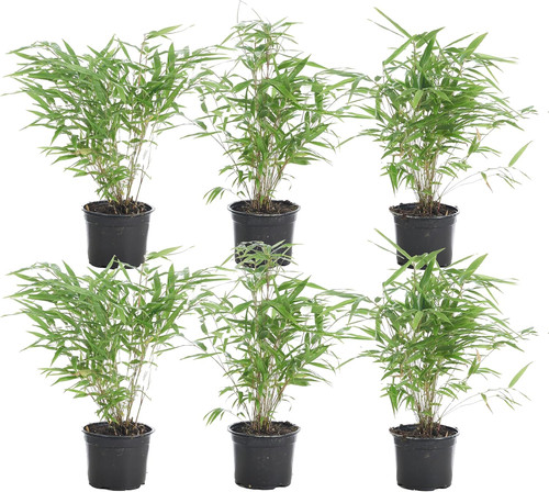 Bloomique 6er set fargesia - bloomique,