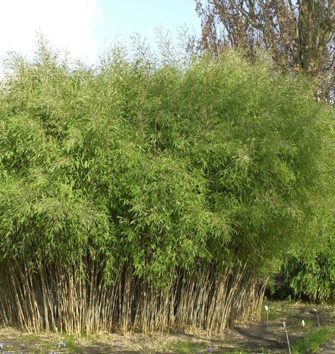 Schwarzer gartenbambus 40cm - gartenbambus, 30-40cm