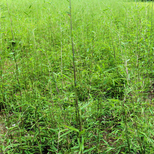 Schwarzrote gartenbambus - schwarzrote,