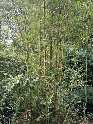 Bambus lebende pflanze - bambus,
