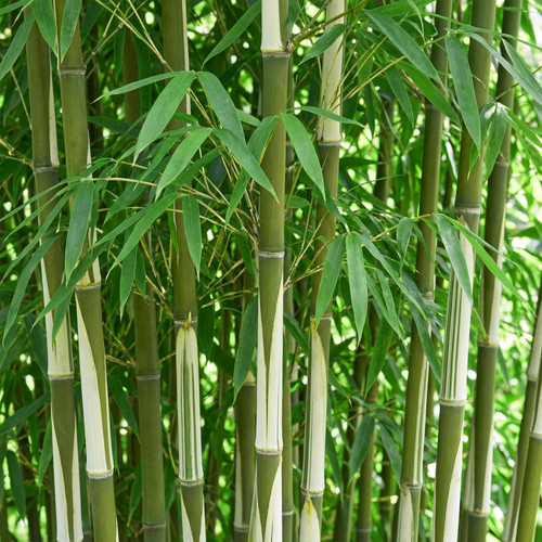 Bambus fargesia robusta pingwu - bambus,